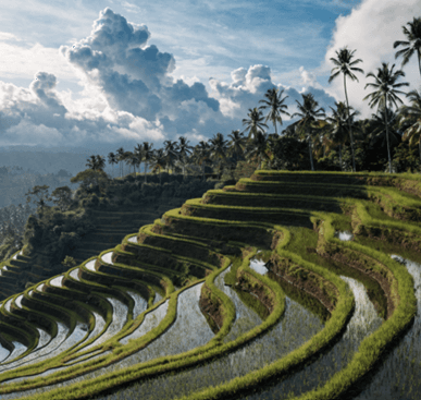 Scenic Emerald Ubud Rice Terraces & Palm Canopies